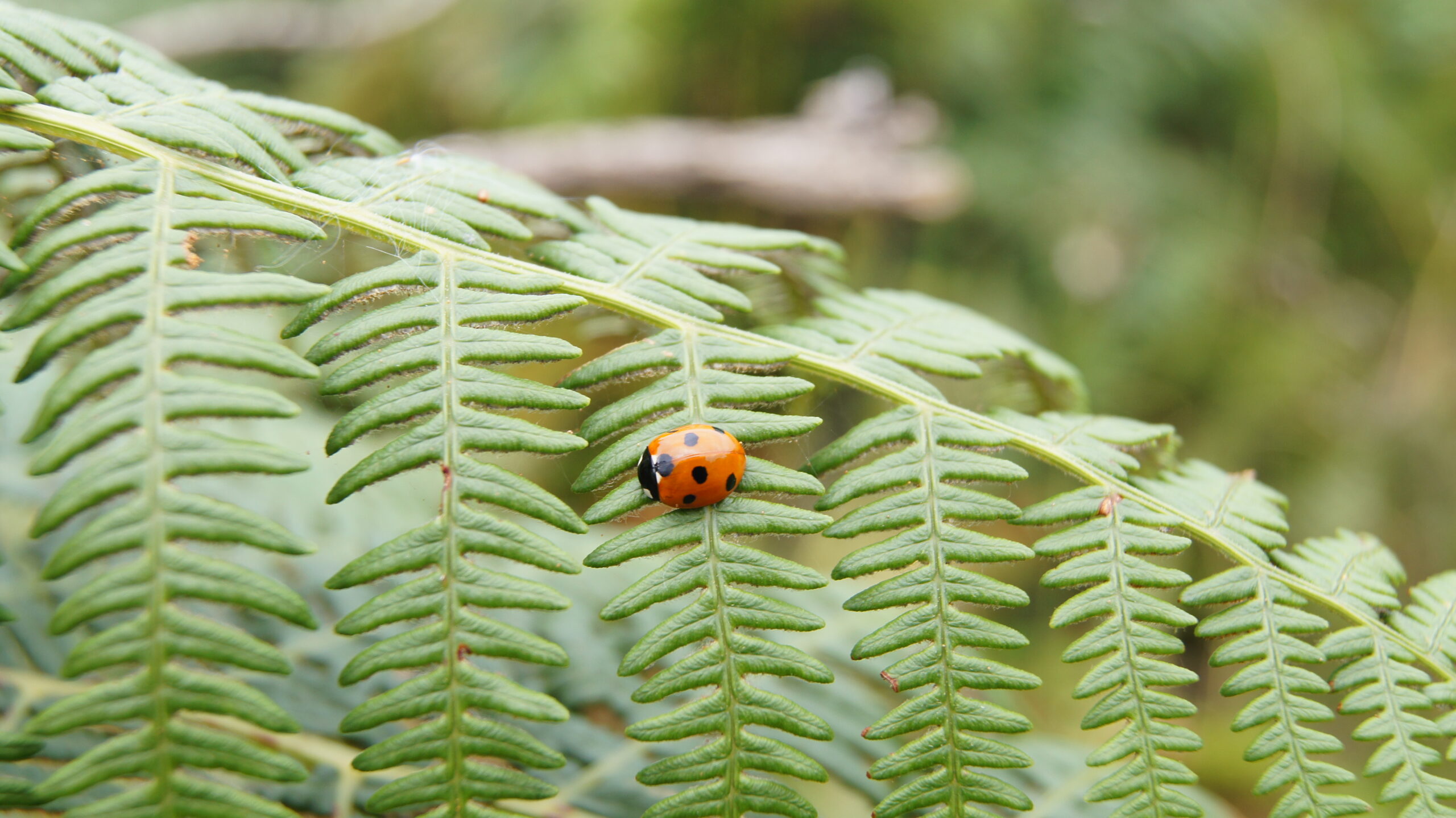 A ladybird on a fern leaf that I photographed in Ireland